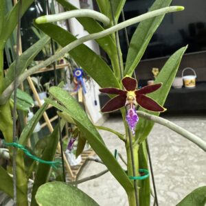 Trichoglottis Super Star