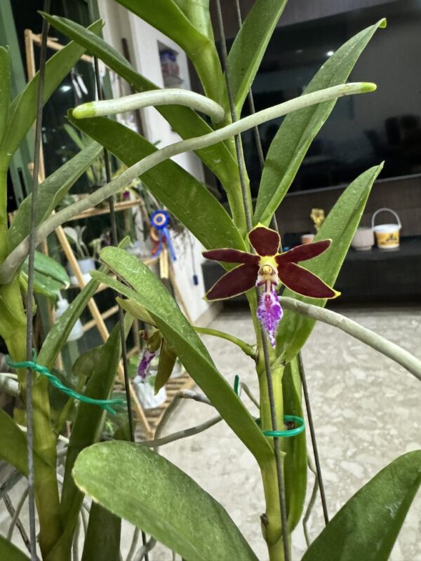 Trichoglottis Super Star