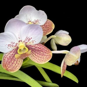 Vanda sanderiana