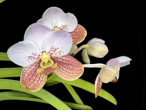 Vanda sanderiana