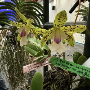 Cattleya YNS Green Leopard taken at OSSEA Monthly Meeting