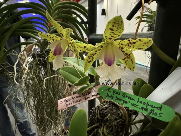 Cattleya YNS Green Leopard taken at OSSEA Monthly Meeting