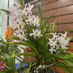 Vandachostylis Lou Sneary 'Pink'