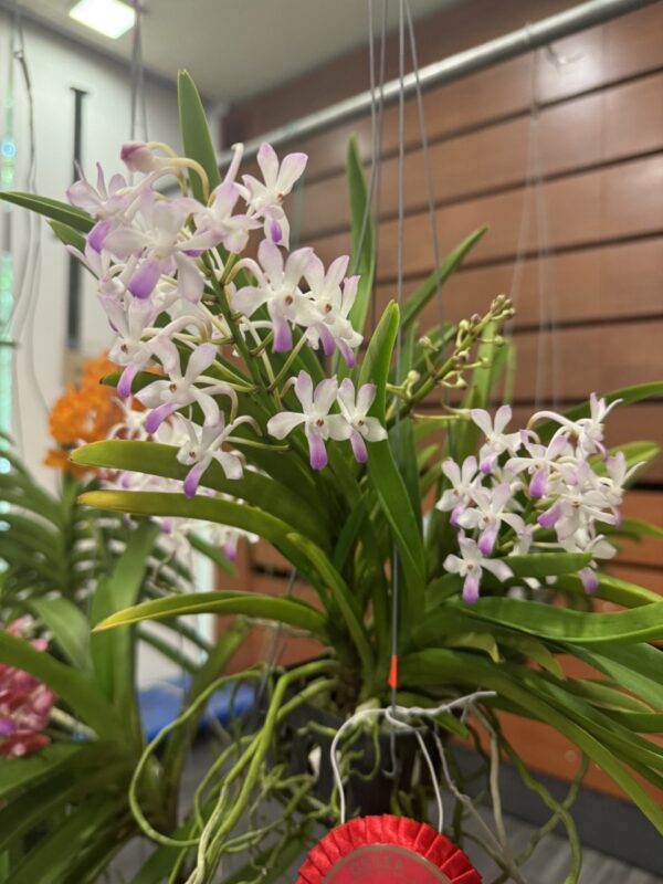 Vandachostylis Lou Sneary 'Pink'