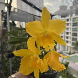 Rhyncholaeliocattleya Haw Yuan Gold 'Y.K.#2' GC/WOC'99 (Lemon Tree x Tassie Barbero)