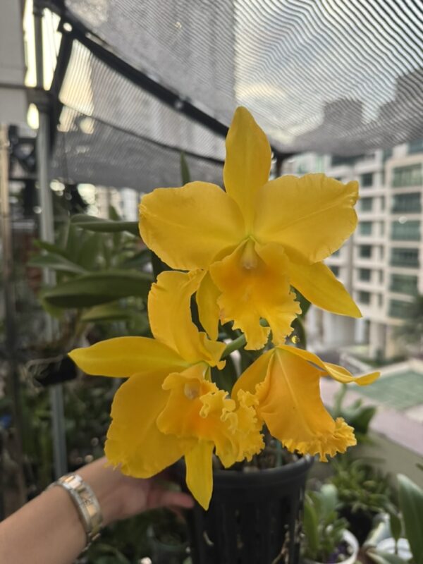 Rhyncholaeliocattleya Haw Yuan Gold 'Y.K.#2' GC/WOC'99 (Lemon Tree x Tassie Barbero)