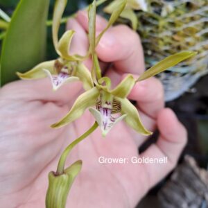 Dendrobium bicaudatum species sect. Spatulata