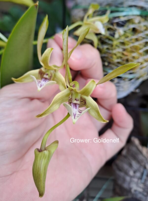 Dendrobium bicaudatum species sect. Spatulata