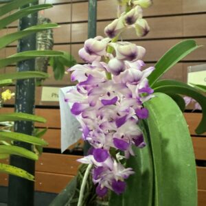 Rhynchostylis coelestis