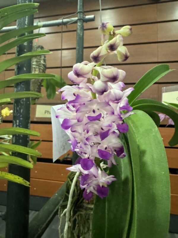 Rhynchostylis coelestis