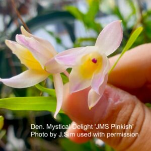 Den. Mystical Delight 'JMS Pinkish'